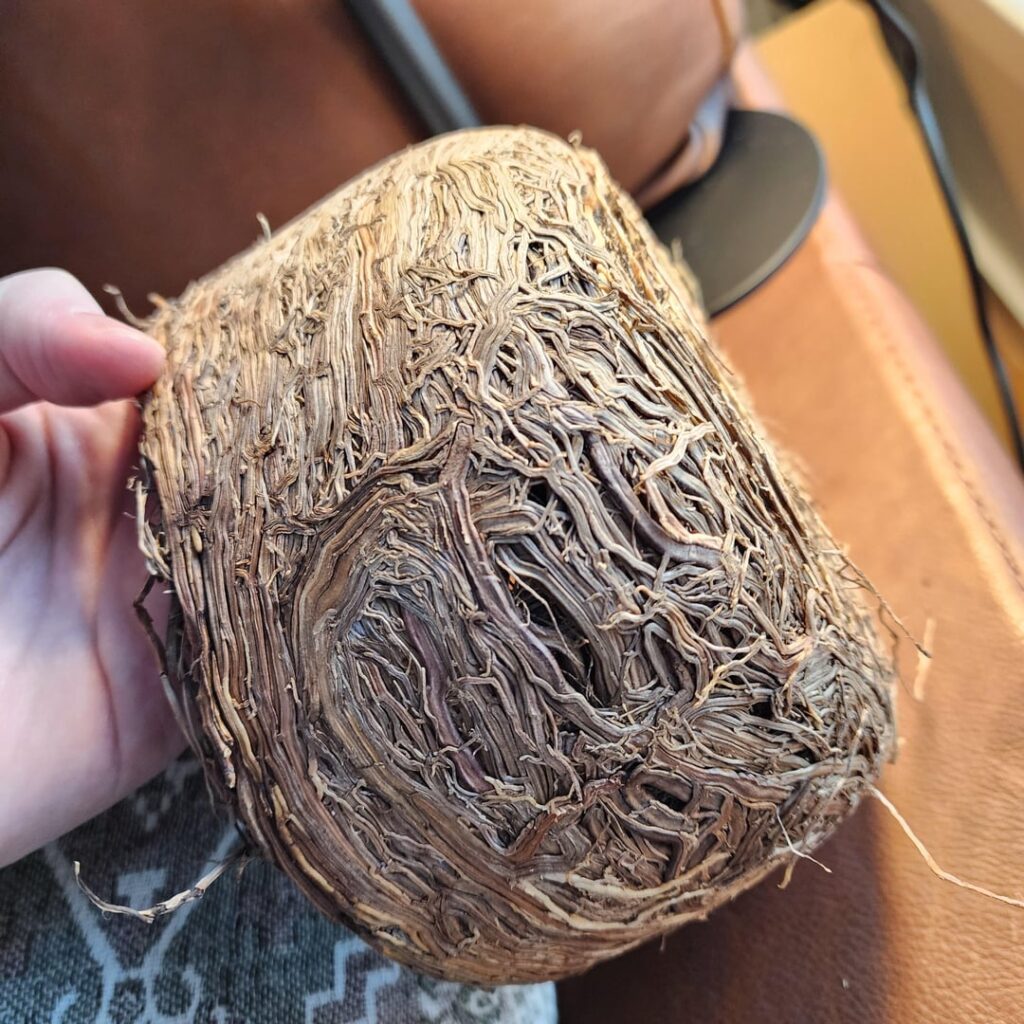 [Update] Spotting on agave