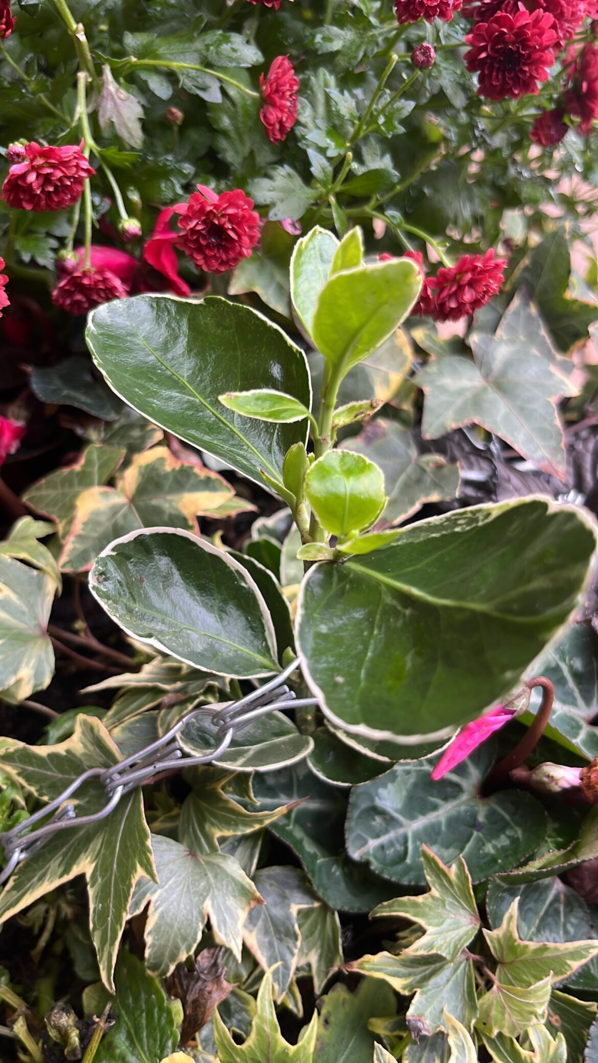 I picked up a £3 hanging basket today, originally £20. Is it me, or is Japanese Spindle a psychotic choice for the centrepiece?