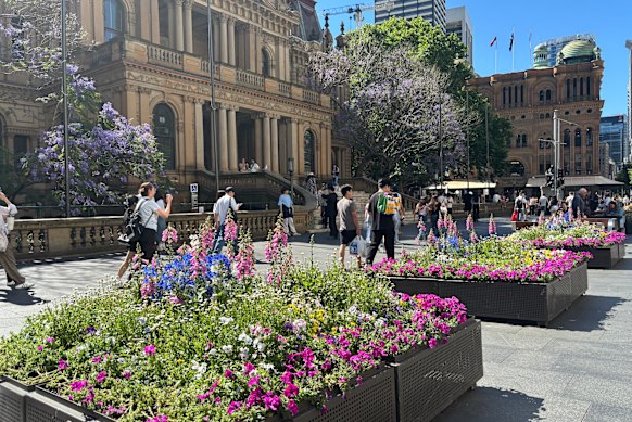 Planter boxes outside the Town Hall.