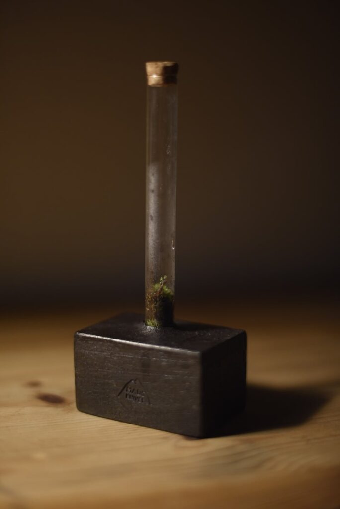 My little terrarium collection