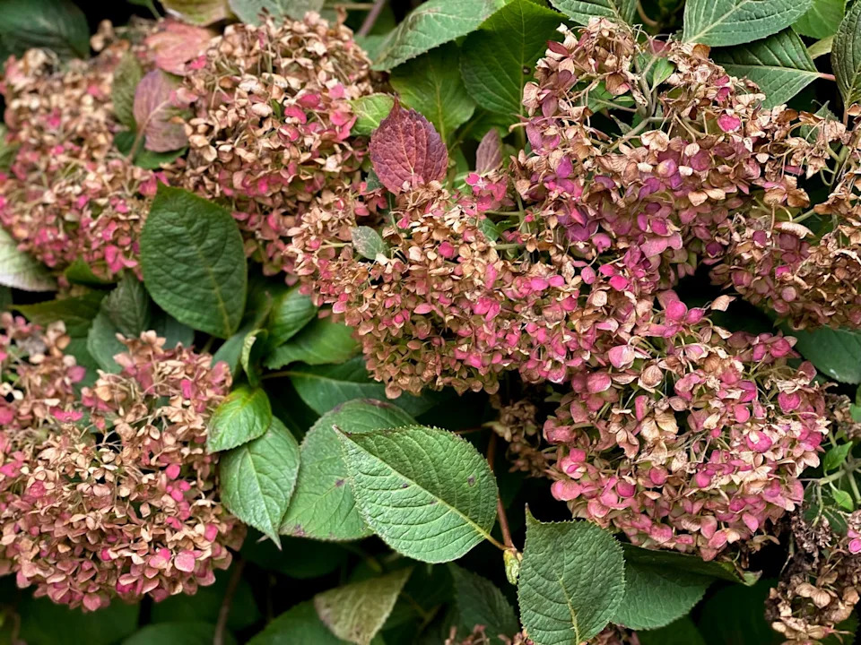 hydrangea bush in the autumn