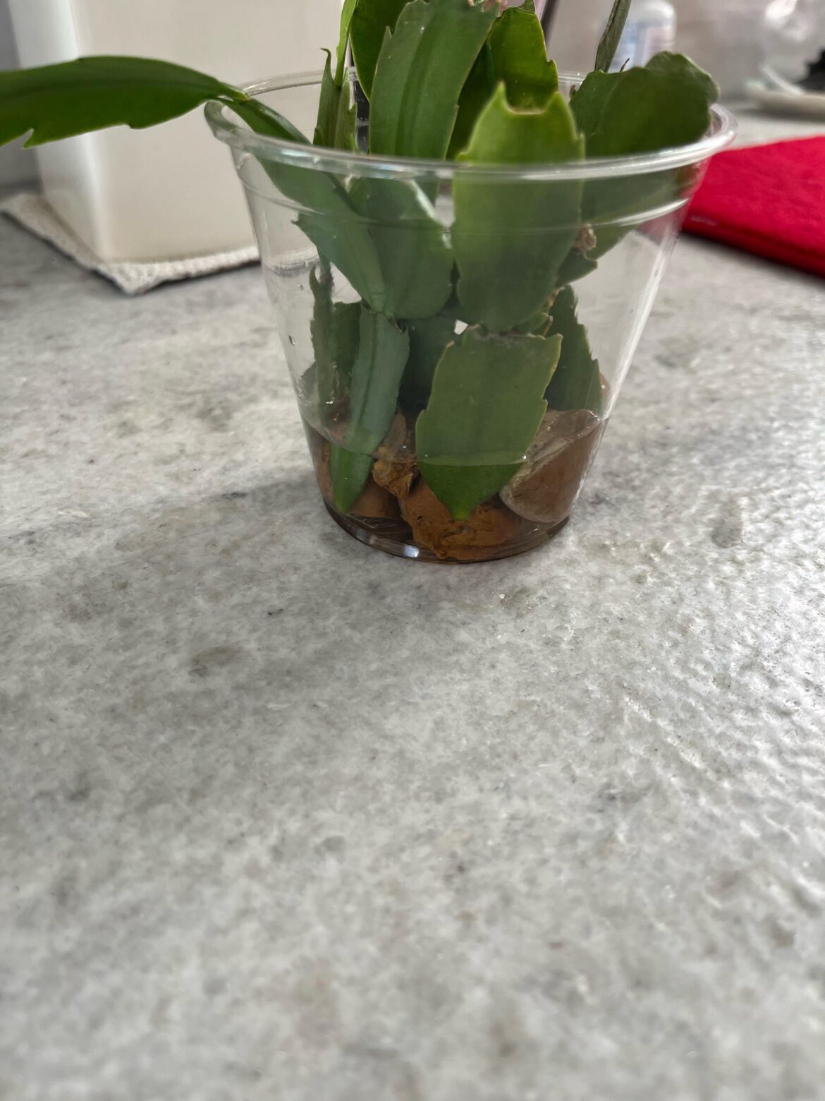 Propagating