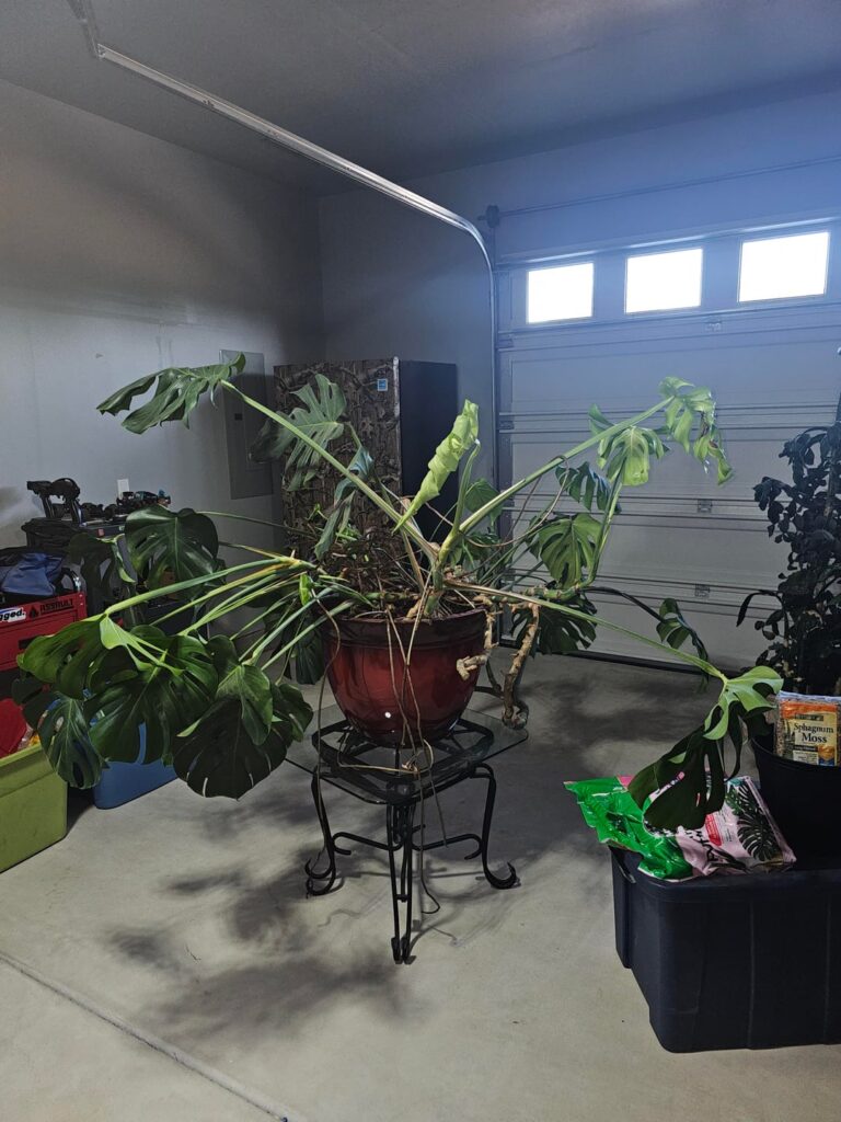 Taming a 20+ year old feral monstera
