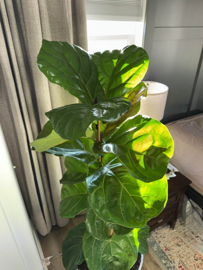 Can’t get a straight answer…