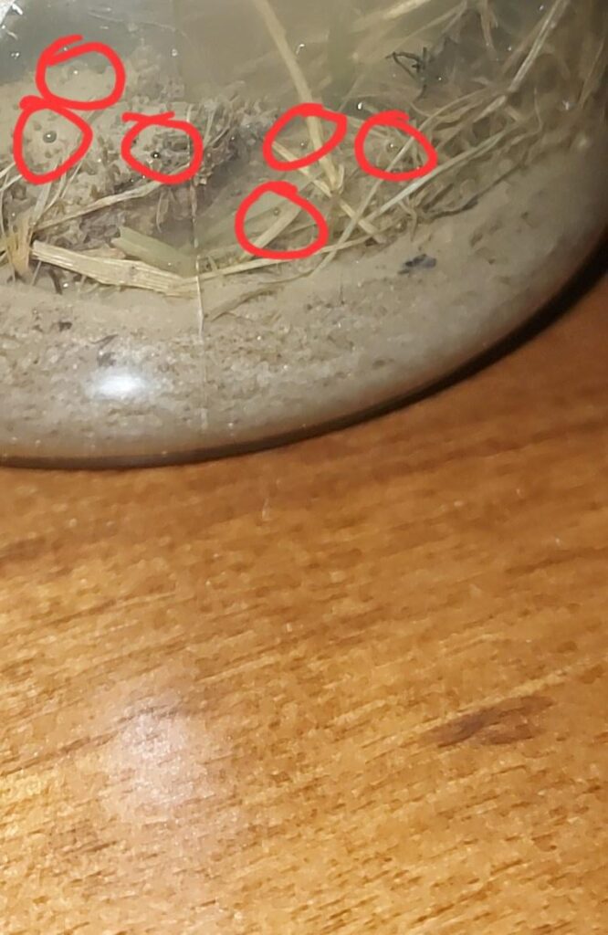 what the eff are these