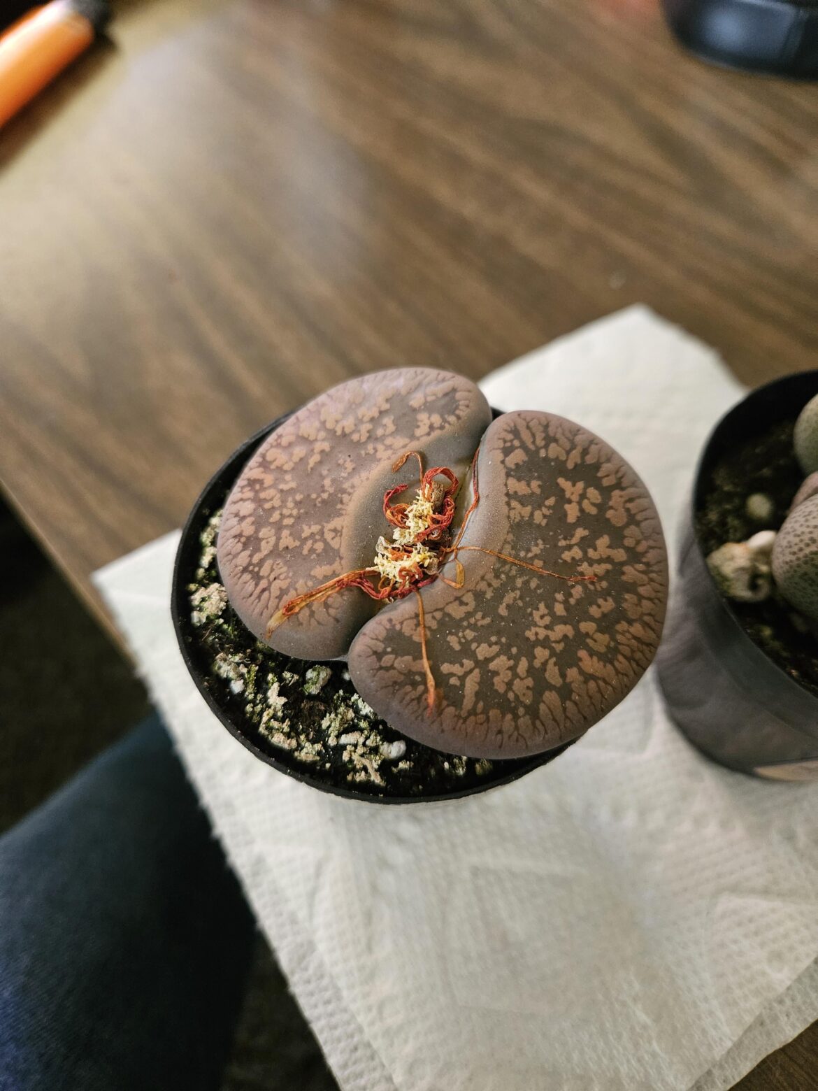 Got this big boy at Lowe's today. What am I looking at?