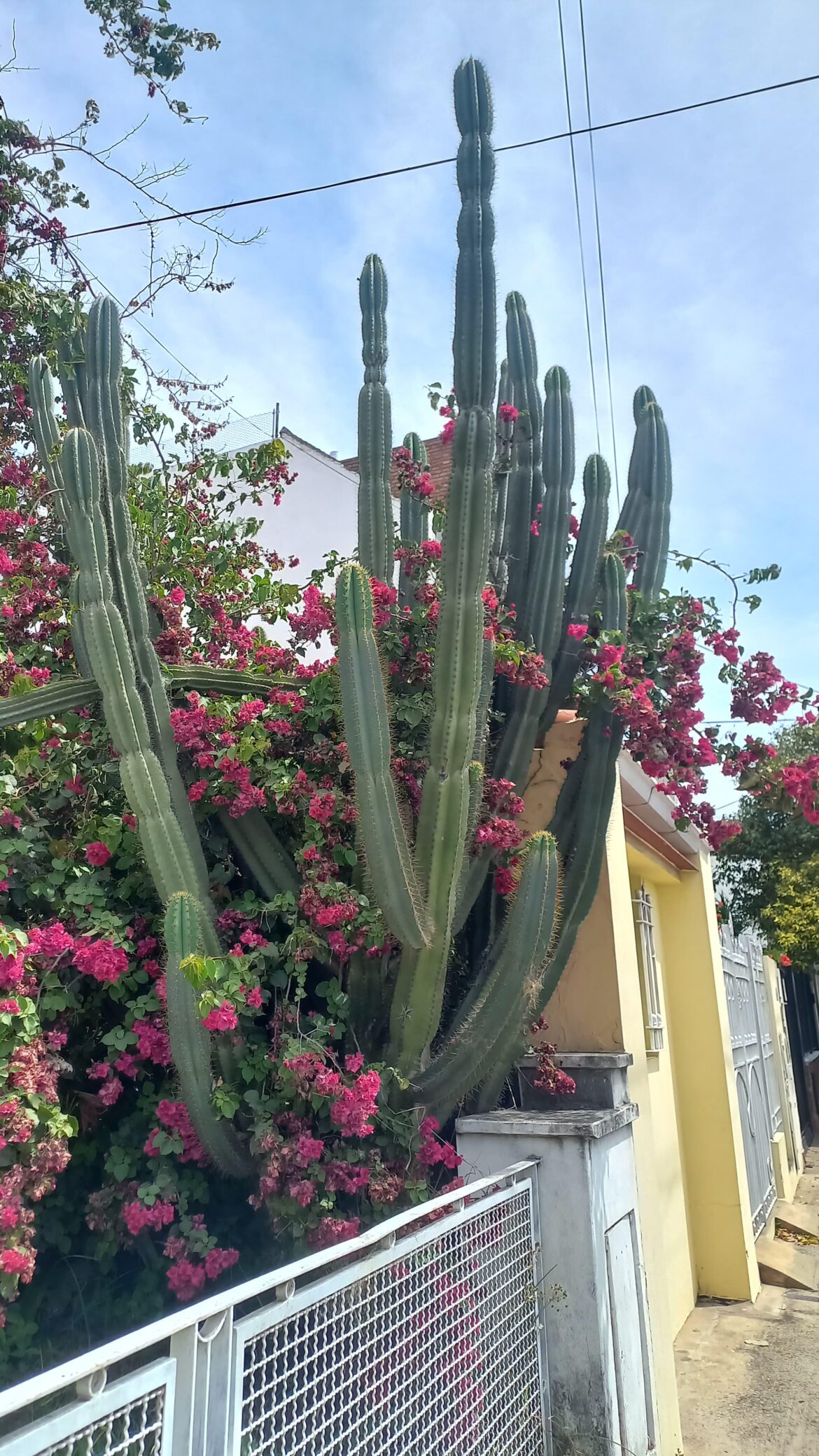 🌵Look at this beauti