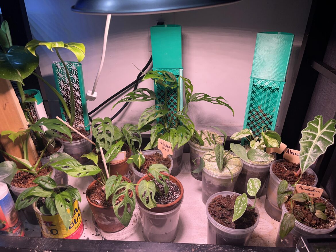 Semi-Hydro in deli containers and 3D printed moss poles Semi-Hydro in deli containers and 3D printed moss poles