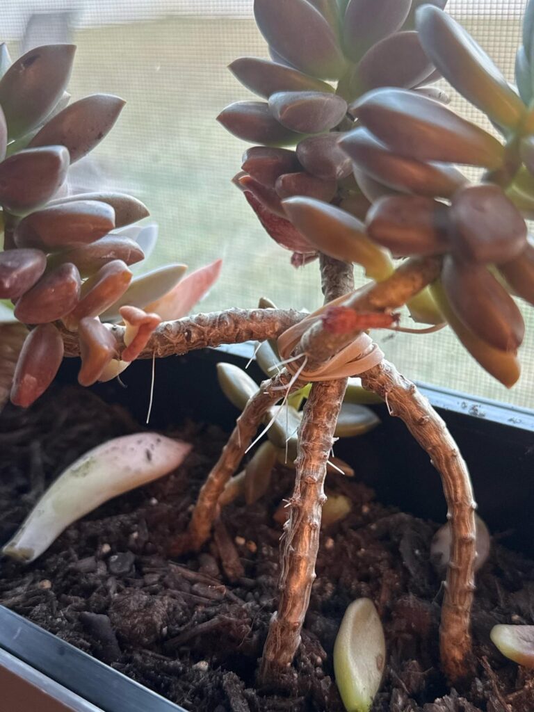 What are the white strings?