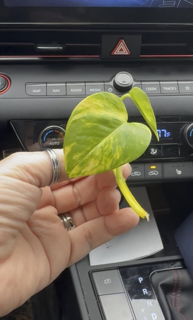 She may or may not have ripped herself from her mother plant and jump into my arms as I left the bank today.