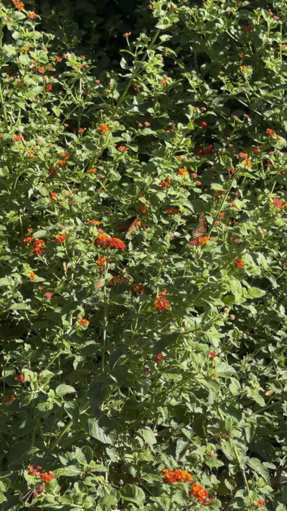 One of the pollinator gardens at my work. #goals San Antonio, TX