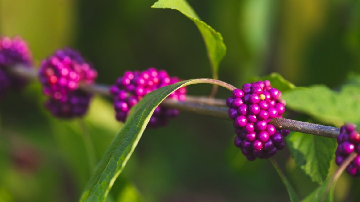 The pink fruits of an American beautyberry with light green foliage
