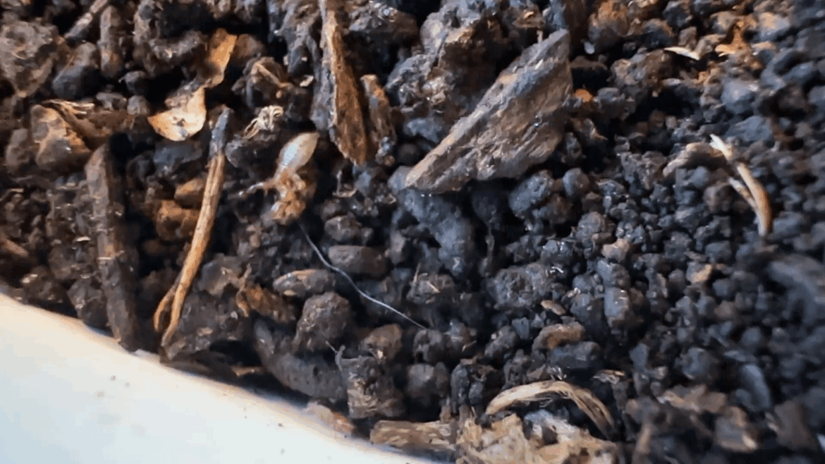 Pseudoscorpions in my compost soil