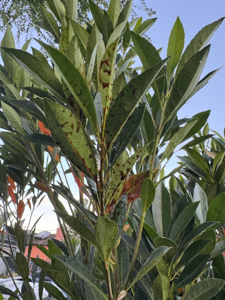 Brown oily discharge on newly planted Japanese Blueberry tree