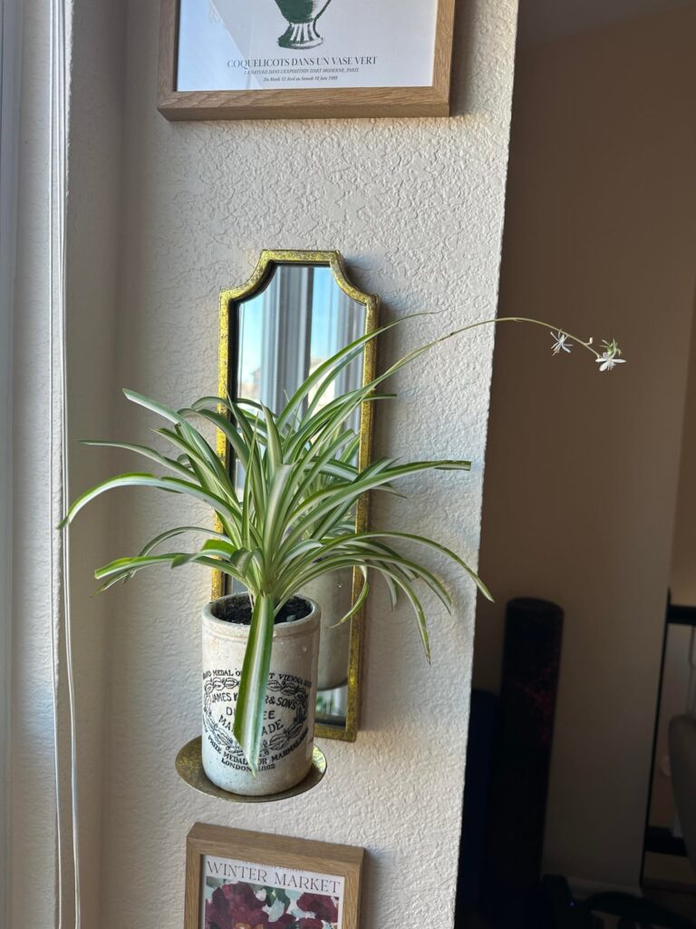 Moved this plant (I’ve had it for approx 3 years) because my cat wouldn’t stop chewing on it and it flowered!!