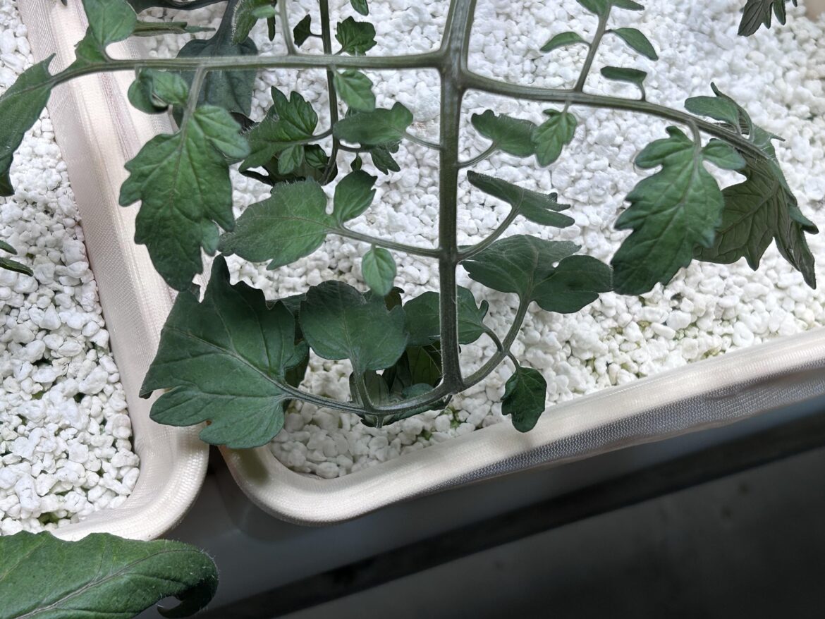 Tent vs cheap reflective walls?