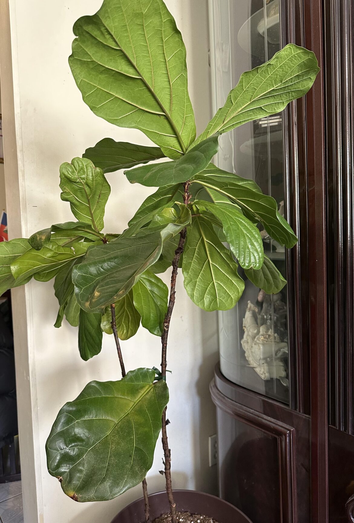 Fiddle Leaf Fig care tips? Fiddle Leaf Fig care tips?