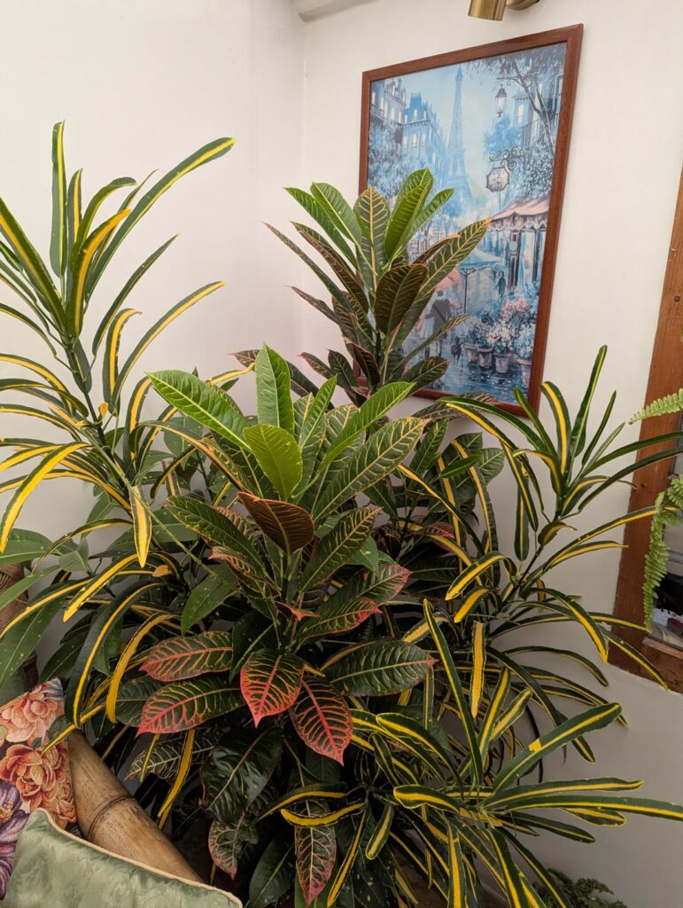 My mom's mad for plants. She's got over 50 different plants and cacti all over the house. These are some of my favorites.