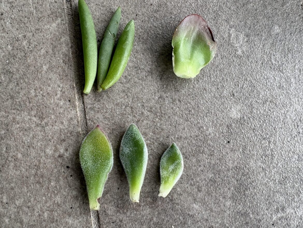 Pulled my first proplift