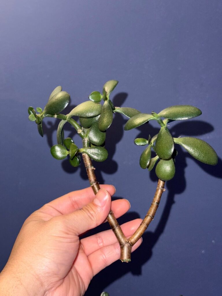 just cut this branch off my jade, not sure how to propagate just cut this branch off my jade, not sure how to propagate