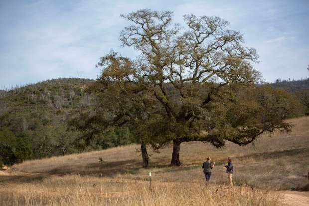 A new path through a section of the Sonoma Botanical Garden focuses on the natural California landscape. Photo taken on Friday, Oct. 28, 2022 at the Sonoma Botanical Garden on Highway 12 in Glen Ellen. (Robbi Pengelly/Index-Tribune)