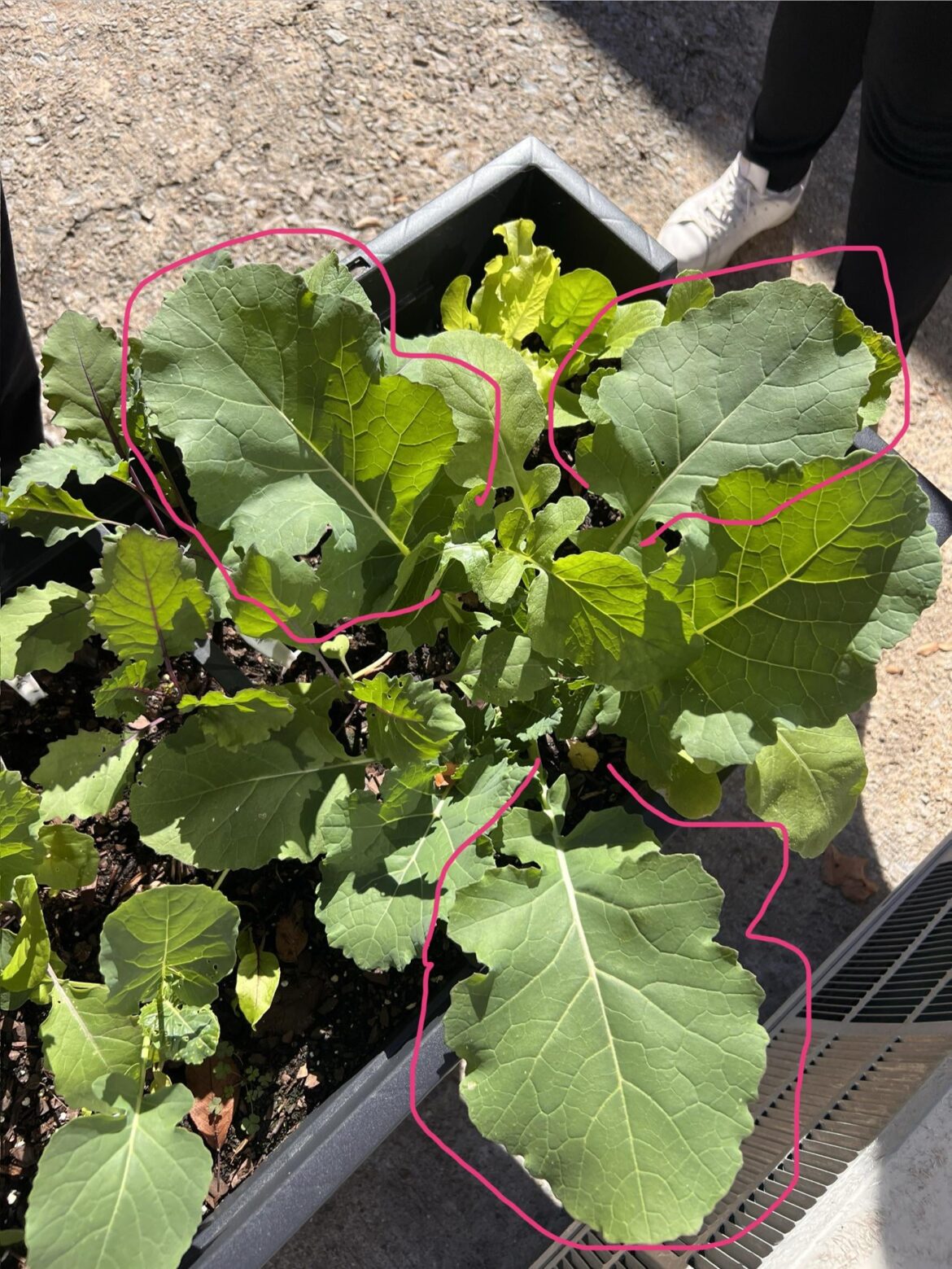 I have proved to myself (again) that I need labels!