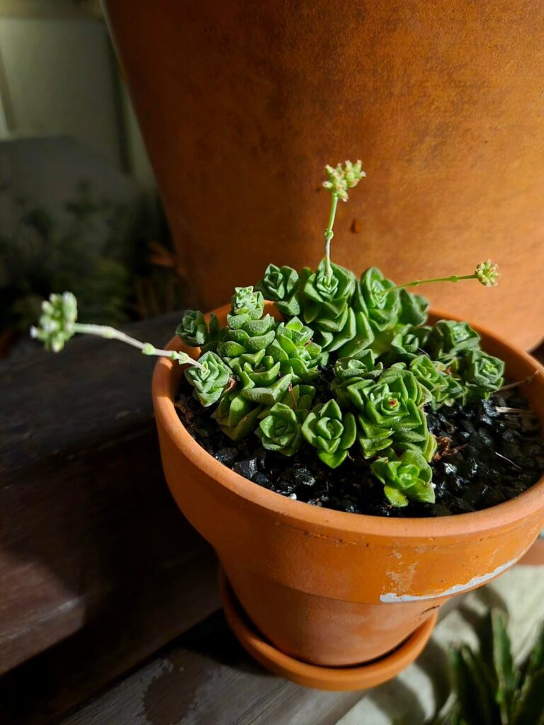 My C. dorothy cluster just hanging out