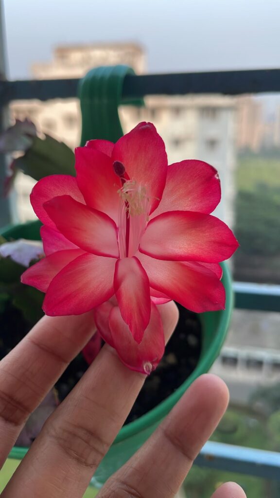 Showing off my thanksgiving cactus flower