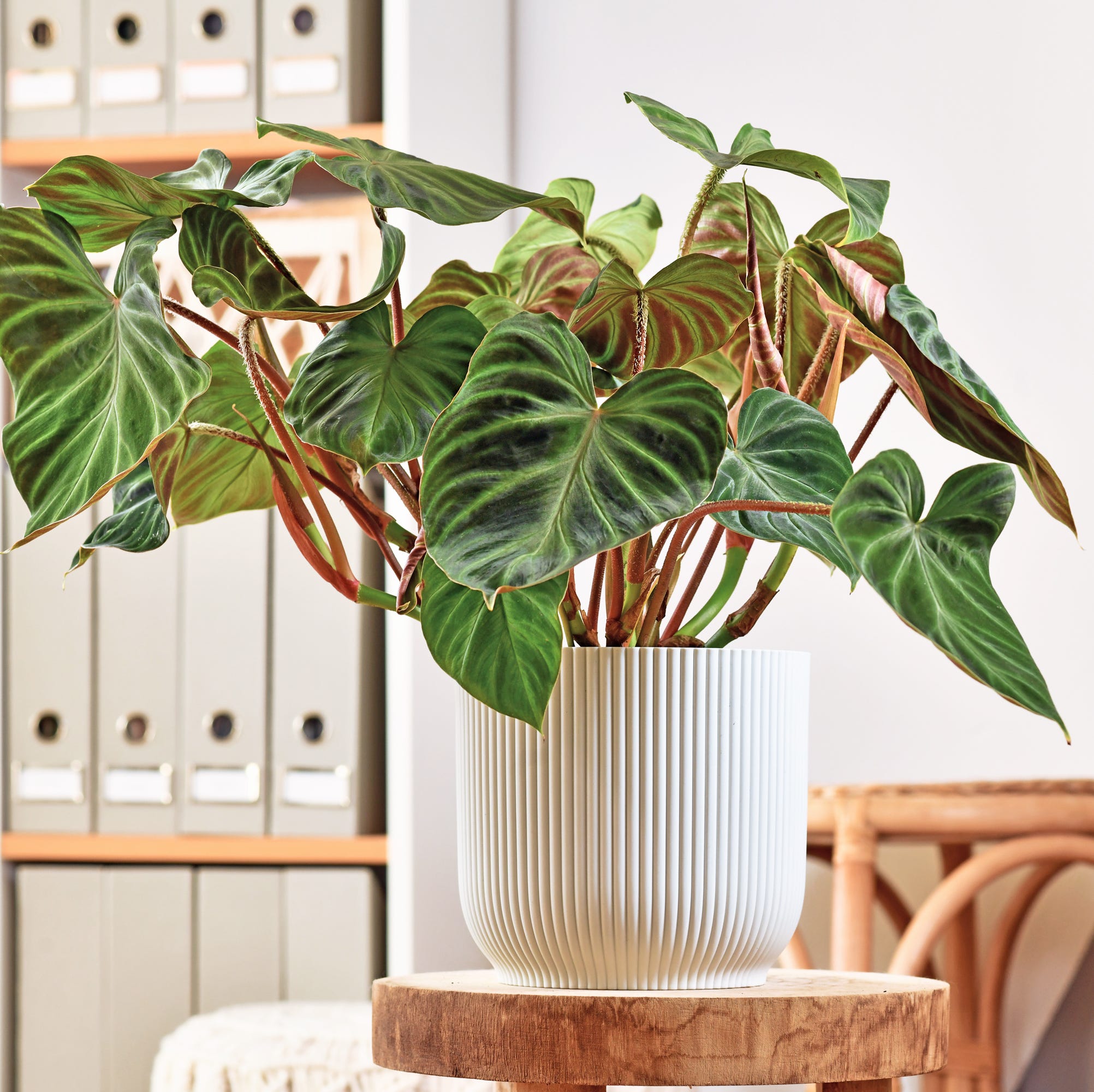 best plants for bedroom philodendron