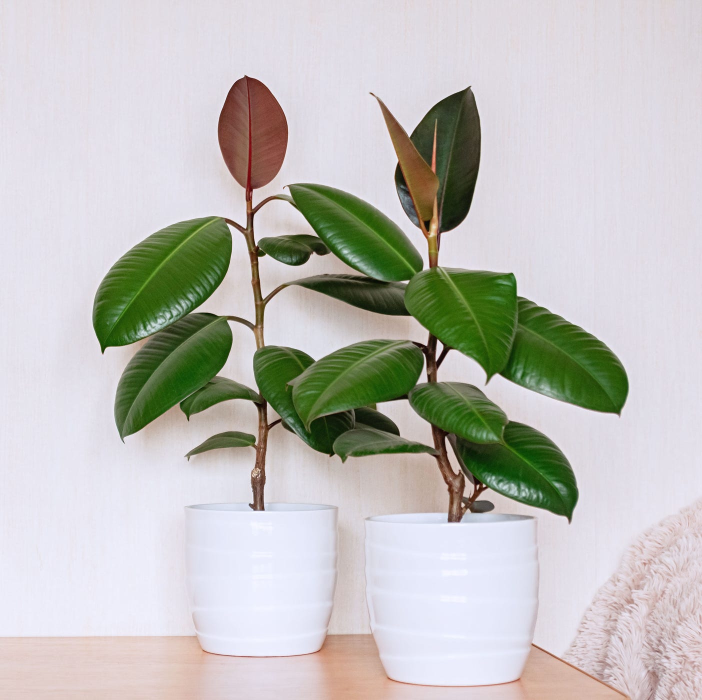 best plants for bedroom rubber plant