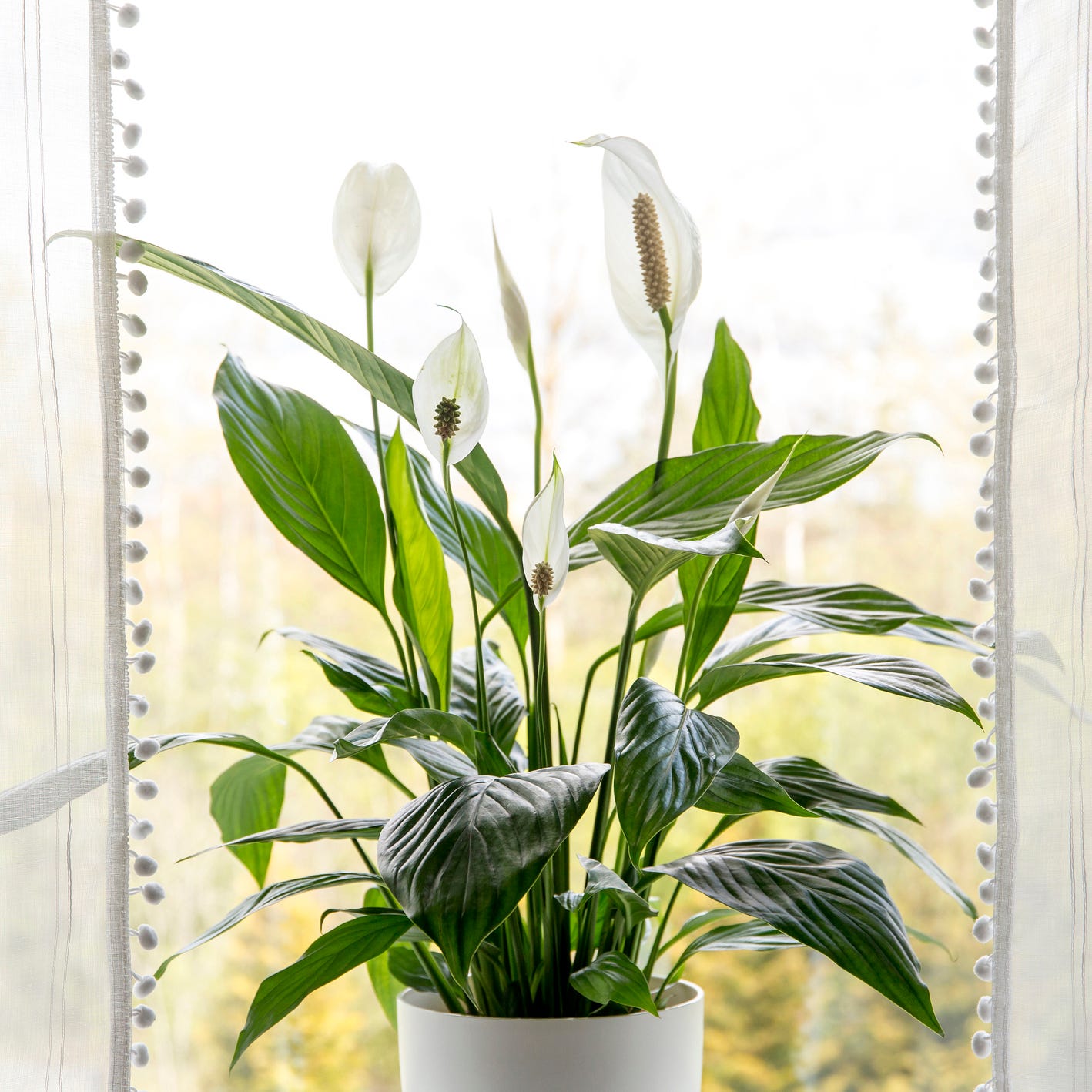 best plants for bedroom peace lily