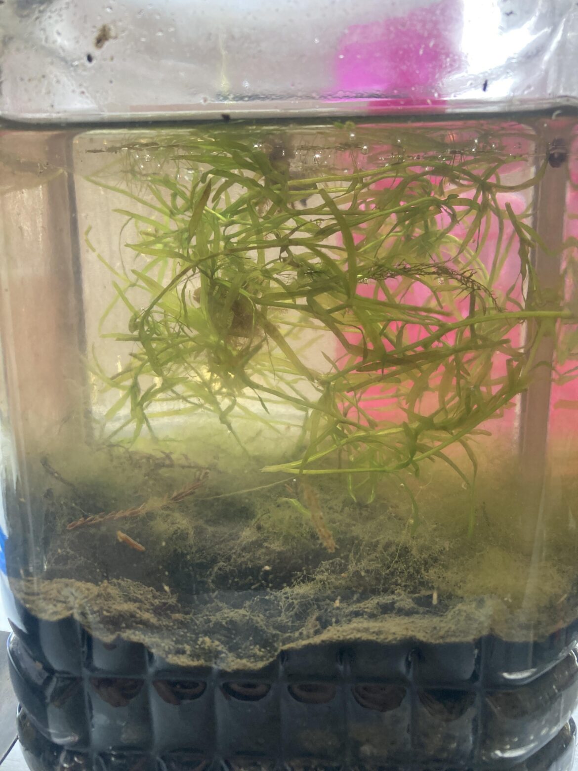 Air bubbles coming from substrate, is this normal? They accumulate on the top too.