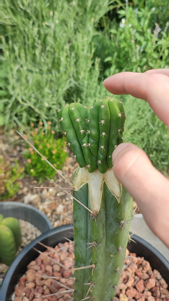 First ever graft, let it ride?