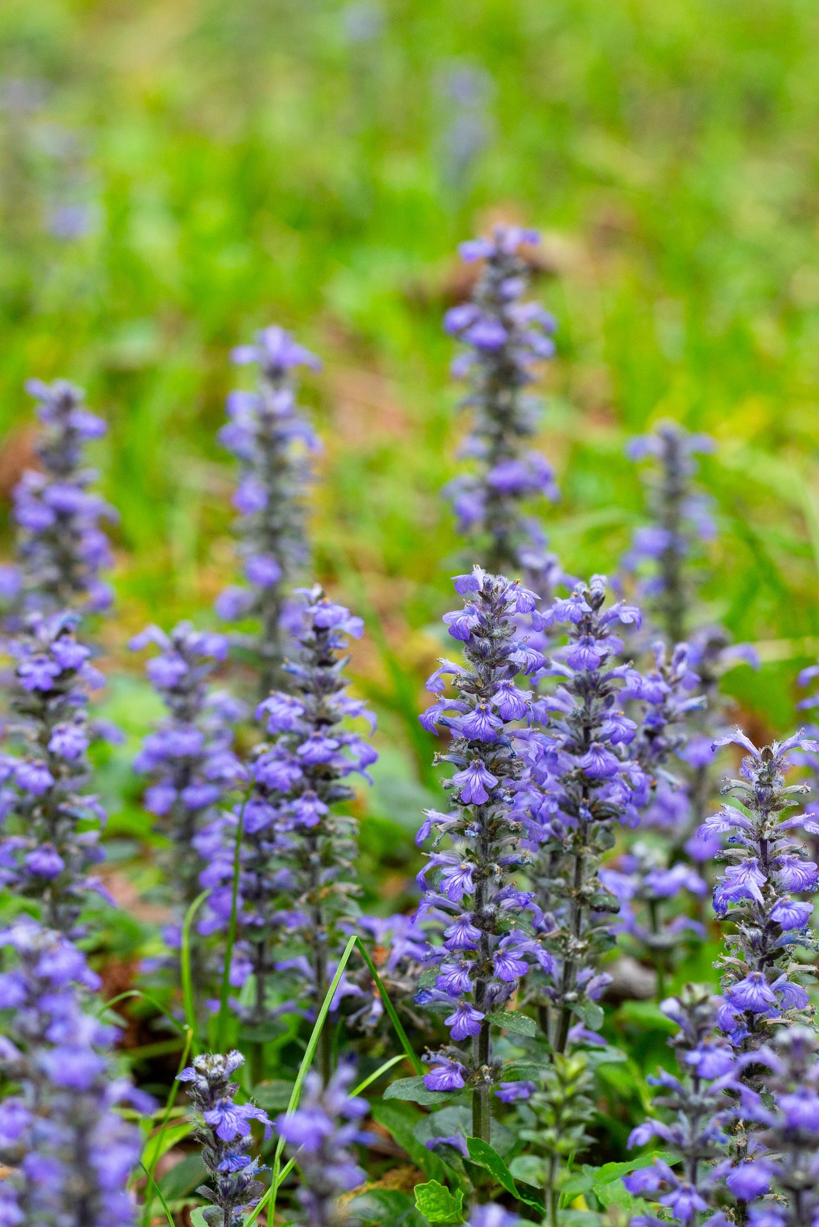blue flowers growing outside