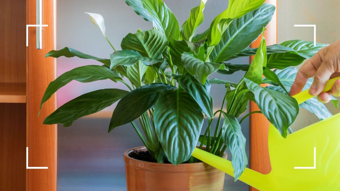 How often should you water a peace lily? Expert advice picture of woman watering peace lily with yellow watering can