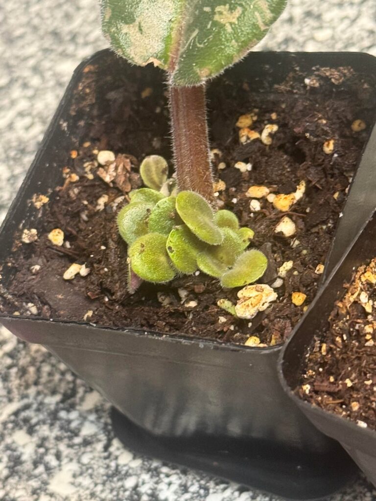 first time propagating african violets! very happy both are still alive lol. is this leaf color normal?