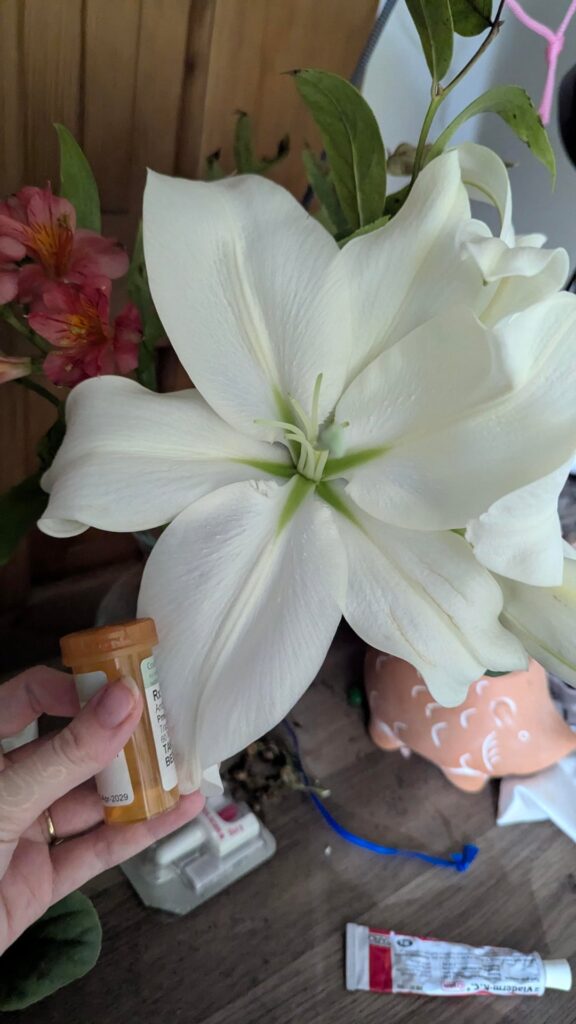 What type are these massive lilies my boyfriend got me? Pill bottle for size reference
