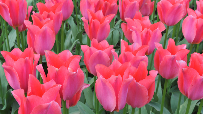 Bed of striking pink tulips in bloom