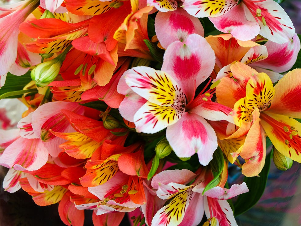 red yellow and pink white natural alstroemeria flowers