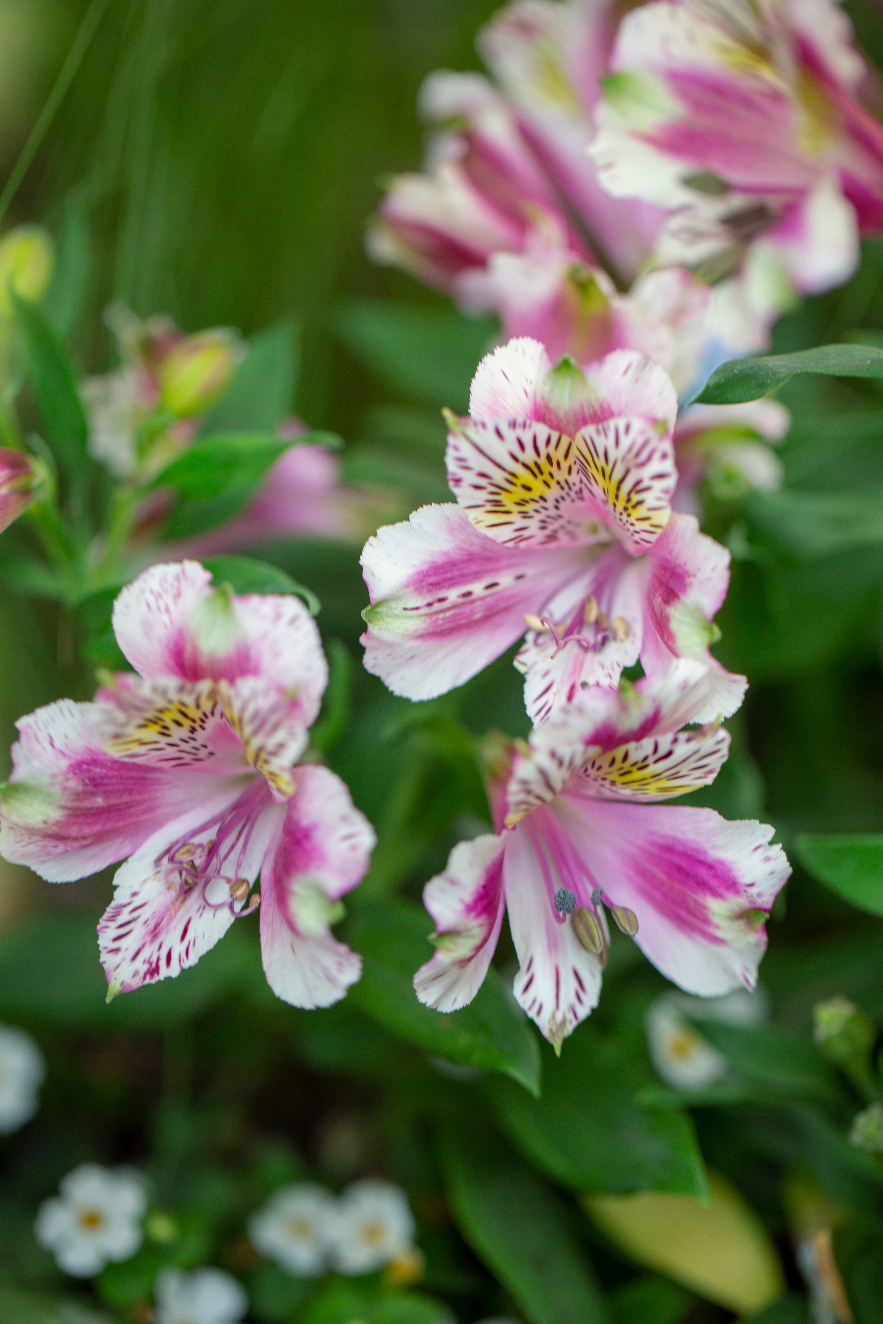 pink and white alstroemeria flowers growing