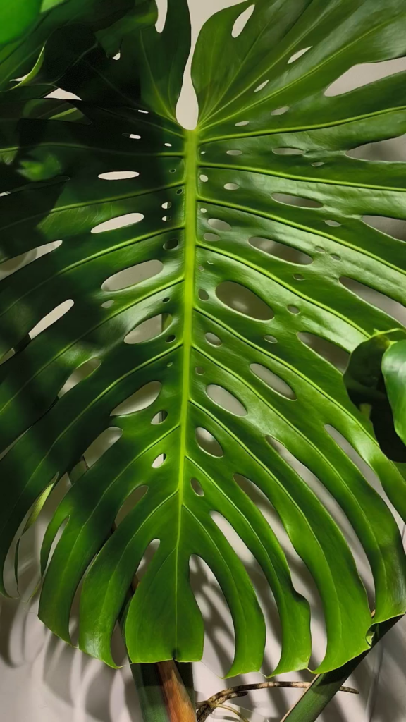 Insane how fast monstera size up even when grown indoors with only artificial lighting. Pic in comments was taken 5+ months ago 1st June 2025. It drinks 6 liters of water from the reservoir every 4 days, I have no idea how those influencers say they only water their monsteras once or twice a month? Insane how fast monstera size up even when grown indoors with only artificial lighting. Pic in comments was taken 5+ months ago 1st June 2025. It drinks 6 liters of water from the reservoir every 4 days, I have no idea how those influencers say they only water their monsteras once or twice a month?