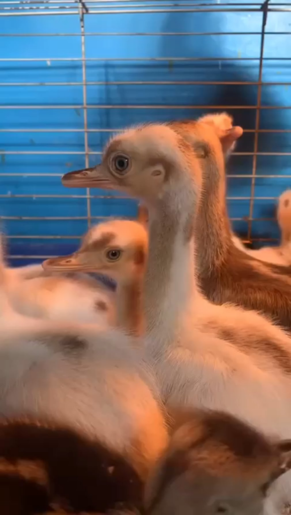 Our emu babies are now 2weeks old and they're very lovely 😍
