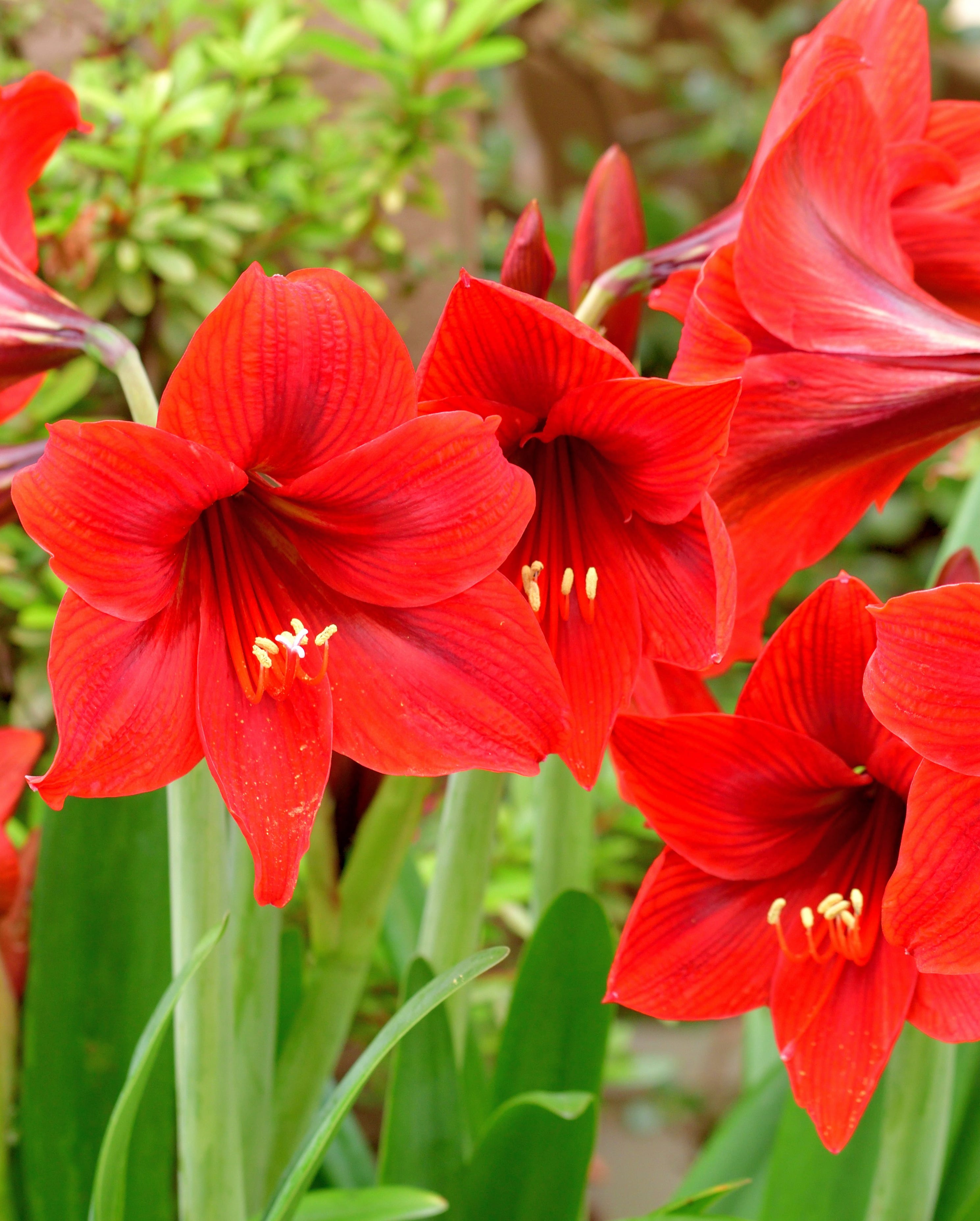red amaryllis plant