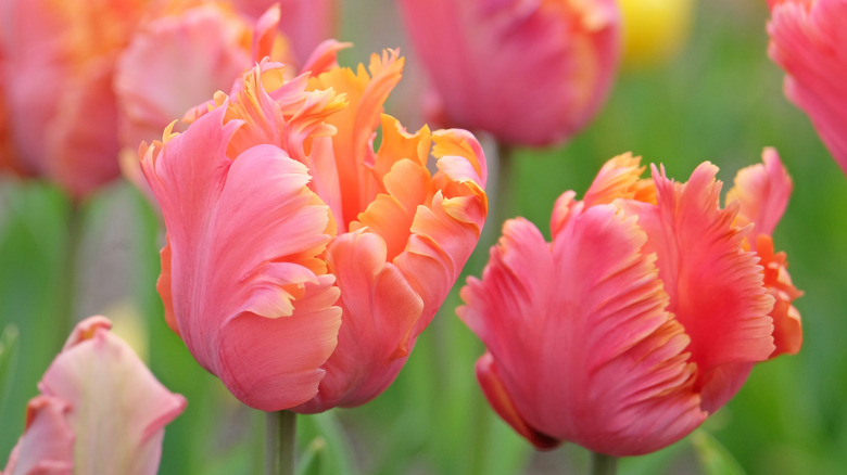 Pink tulips 'Amazing Parrot' in bloom