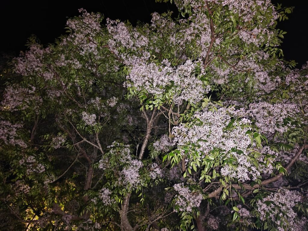 Walked down a road lined with these. The smell was incredible! [Auckland, NZ]