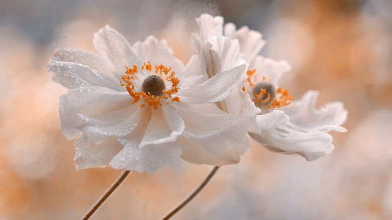 White blooming anemone flowers