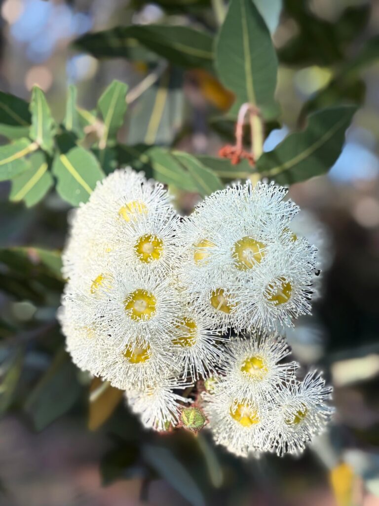 I love Australian natives so much. This one is such a show stopper!