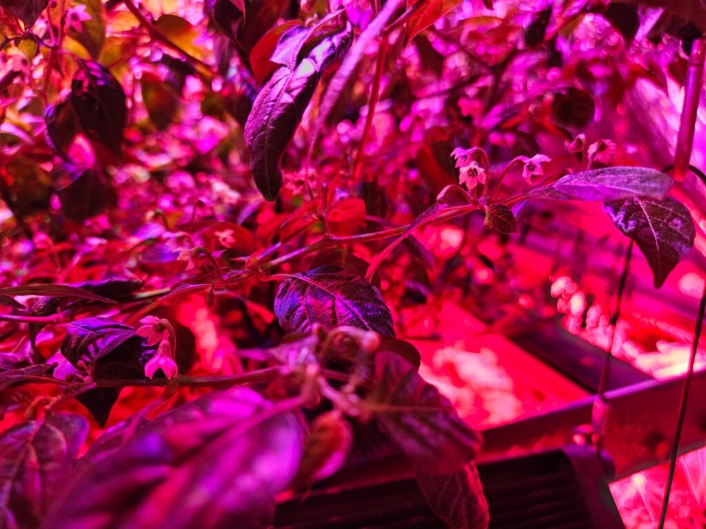 Can't get flowers to bud on pepper plant (aji charapita)