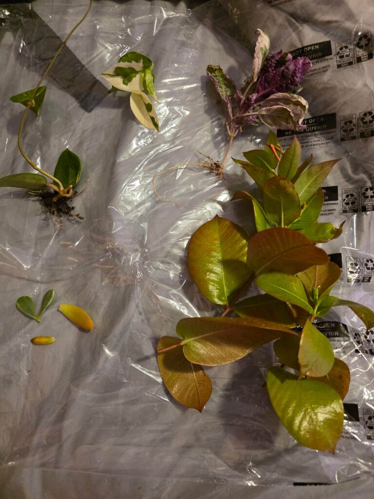 Maybe not actually proplifting but...