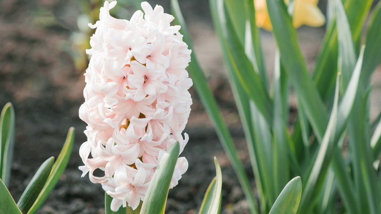 Pale pink Dutch hyacinth